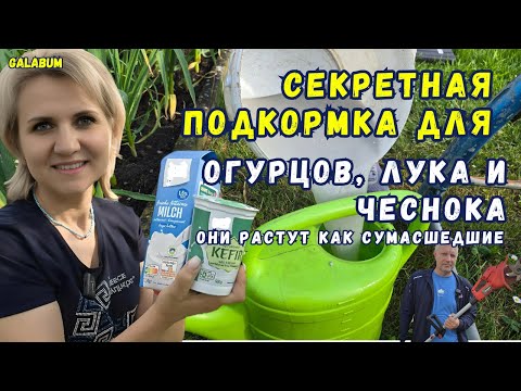 Видео: МОЯ СЕКРЕТНАЯ ПОДКОРМКА ДЛЯ ОГУРЦОВ, ЛУКА И ЧЕСНОКА / С ней растёт всё как на дрожжах. @GALABUM