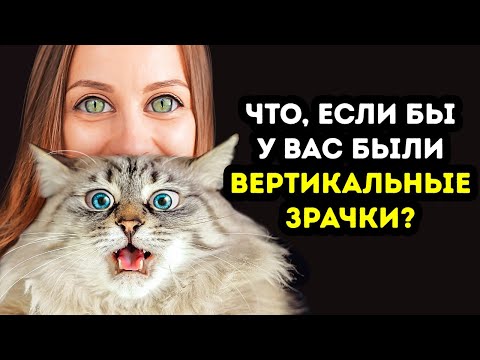 Видео: Что, если бы у вас были кошачьи узкие зрачки?