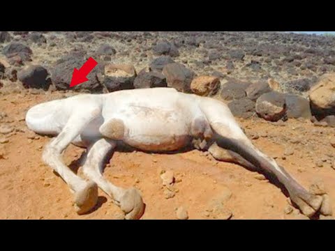 Видео: Почему Так Опасно Прикасаться к Мертвому Верблюду