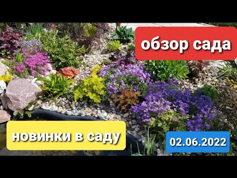 Видео: Обзор сада в Подмосковье в начале июня/Новинки в саду