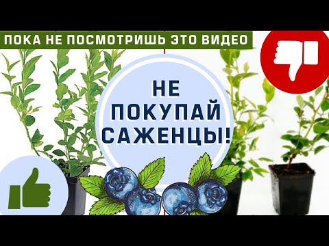 Видео: ГОЛУБИКА || НЕ ПОКУПАЙ САЖЕНЦЫ, ПОКА НЕ ПОСМОТРИШЬ ЭТО ВИДЕО! Как правильно выбрать и у кого купить!