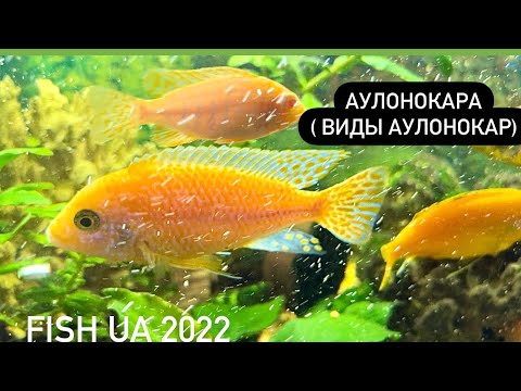 Видео: Любимая цихлида Аулонокара и ее виды