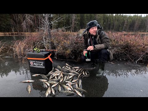 Видео: РЫБАЛКА ПО ПЕРВОМУ ЛЬДУ 2024. ХОРОШИЕ ОКУНИ ПО ПЕРВОМУ ЛЬДУ. ТОНКИЙ ЛЁД НА ЛЕСНОМ ОЗЕРЕ. ОПАСНЫЙ ЛЁД