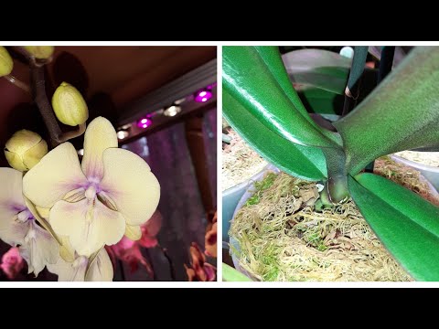 Видео: Обработка и Посадка Новой Орхидеи | Phal. KS Big Lip Stone ' Yongli'