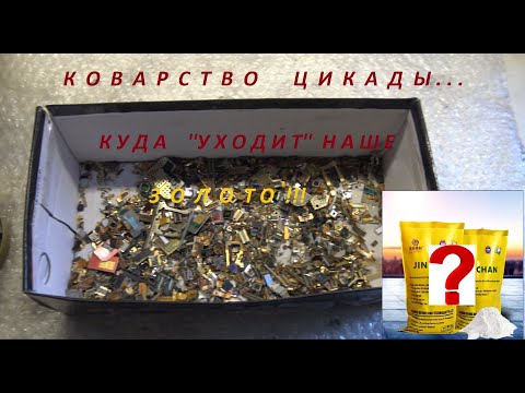 Видео: Коварство Цикады.Куда  ''уходит'' наше  Золото!