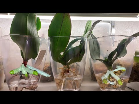 Видео: РЕАНИМАЦИЯ ОРХИДЕИ  БУДЕТ УСПЕШНОЙ 100%🔥⚡Обмотай Этим КОРНИ ВЫМАНИ❗ЖИВОЙ ФИТИЛЬ ПРИМЕНЕНИЕ