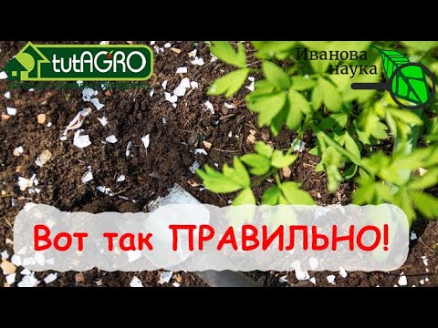 Видео: 4 СПОСОБА УДОБРИТЬ ЗЕМЛЮ СКОРЛУПОЙ ЯИЦ. ТОЛЬКО ТАК - ПРАВИЛЬНО!