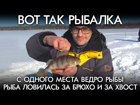 Видео: Вот так рыбалка / С одного места ведро рыбы / Рыба ловилась и за брюхо и за хвост