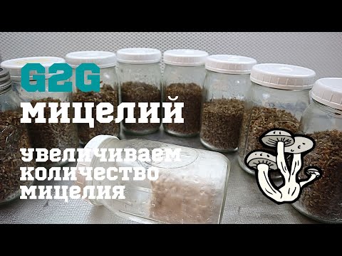 Видео: G2G - Увеличиваем количество мицелия для выращивания грибов