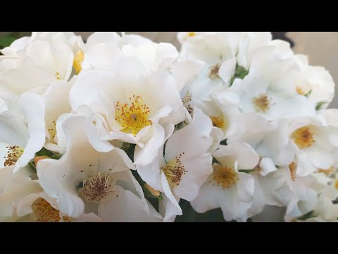 Видео: Роза Салли Холмс, Мадам Анисет, и горемычный мой Велленшпиль