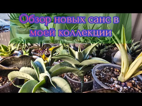 Видео: Обзор сансевиерий в моей коллекции, новинки из Тая, 2 часть. 