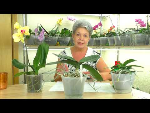 Видео: №10. Ответы на вопросы ИЗ ЖИЗНИ ОРХИДЕЙ 💐 "Вопрос в КОПИЛКУ Знаний" от ПОДПИСЧИКОВ 😊 25.07.2021г.