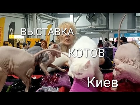 Видео: КОТЫ - ВЫСТАВКА, ПОРОДЫ - НОВЫЕ И СТАРЫЕ. КОТЯТА. СЕНТЯБРЬ.КИЕВ.#выставкакотов