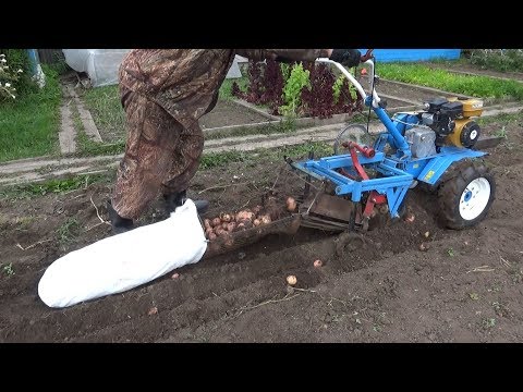 Видео: Картофель 2018