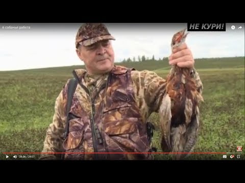 Видео: Охота на фазана с легавыми. . 2018