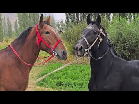 Видео: Пай Пай Паай Чемпион менен Кара Кийик 🔥