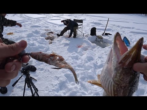 Видео: ШОК! 53 ЩУКИ НА БЛЕСНУ! НЕВЕРОЯТНЫЙ КЛЕВ ЩУК НА СЕВЕРЕ ЯКУТИИ!