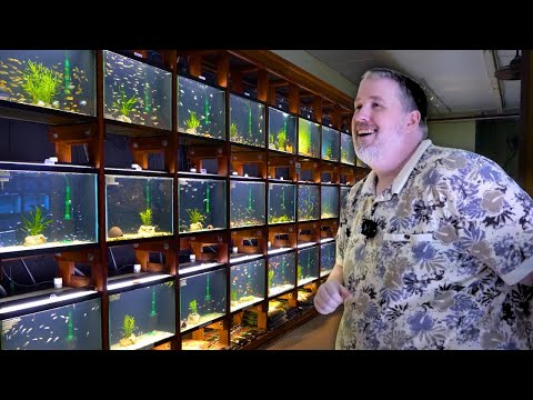 Видео: Суровая реальность владения магазином аквариумов...