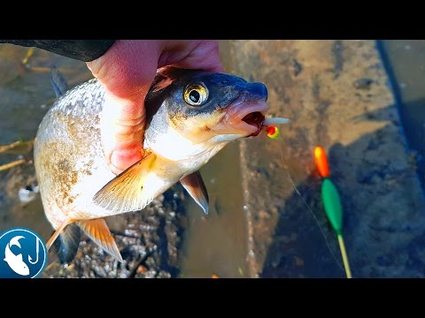 Видео: Ловим вимбу в проводку. Вимба на поплавок в апреле. Готовим на природе.