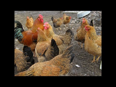 Видео: Цыплята выросли. Куры породы кучинская юбилейная. Часть 2