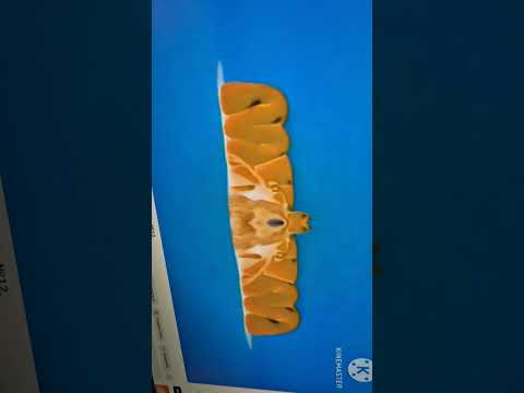 Видео: Заставка мульт в эффектах Zastavka mult v effectah