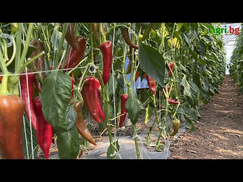 Видео: От 400 грама чушка до гурме зеленчуци – какви сортове търси пазарът