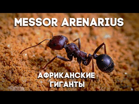Видео: МУРАВЬИ MESSOR ARENARIUS - ГИГАНТЫ АФРИКАНСКИХ ПУСТЫНЬ \\ Димон и Пумба