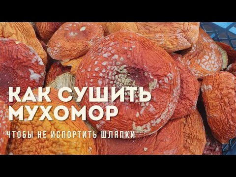 Видео: Как сушить красный мухомор для самого лучшего микродозирования