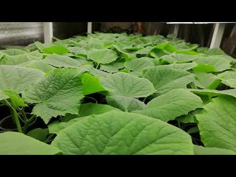 Видео: Эксперимент под простыми светодиодными лампами удался! Рассада огурцов просто супер!