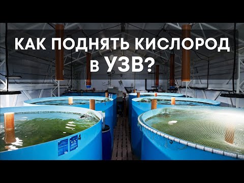 Видео: Биологическая оксигенация с помощью хлореллы в УЗВ. Как поднять кислород в УЗВ?