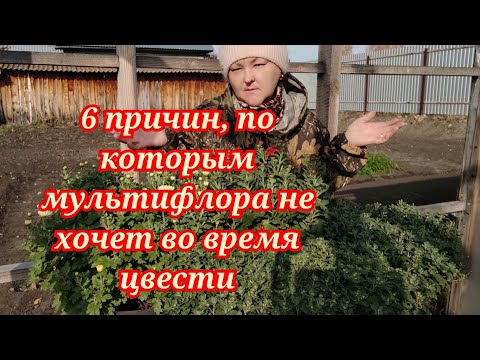 Видео: Хризантема мультифлора. Самые распространённые ошибки, которые могут привести к позднему цветению.