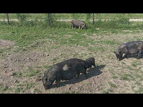 Видео: Вьетнамские свиньи в вольере. Итоги года.