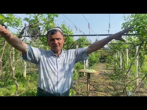 Видео: СУЮЛТИРИЛГАН ОЛТИНГУГУТ ФОЙДАСИ.ЯНГИЛИК ..+998905633433..+998998858606