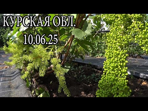Видео: ВИНОГРАДНИК НА 10 06 25