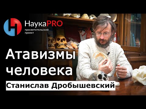 Видео: Атавизмы человека – Станислав Дробышевский | Лекции по антропологии | Научпоп