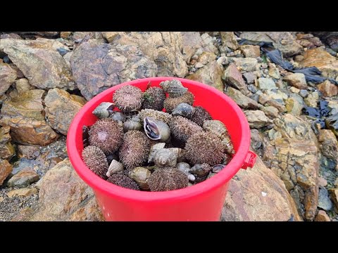Видео: МОРСКОЙ ЁЖ-СОБИРАЕМ И ЕДИМ-ЛЕГКОДОСТУПНЫЙ ДЕЛИКАТЕС-ОСТРОВ САХАЛИН