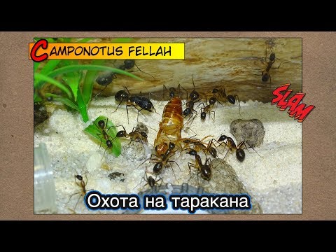 Видео: Охота на таракана ● Camponotus fellah