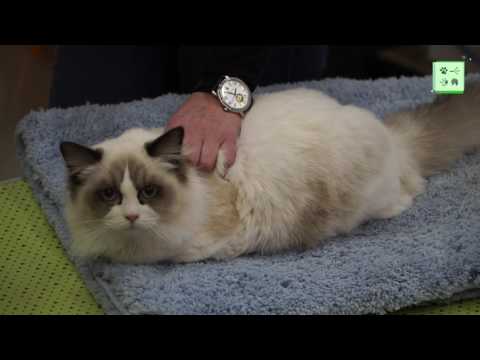 Видео: Рэгдолл – лучшая кошка для семьи?