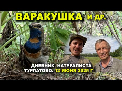 Видео: Птицы Турлатова. Дневник 12 июня 2025 г.