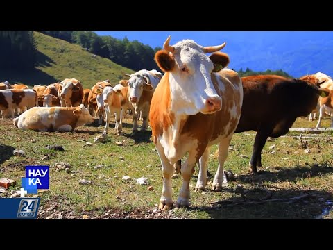 Видео: Антибиотики в животноводстве | Наука