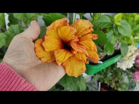 Видео: Обзор балкона 18.02.24г.🌺🌺🌺#комнатныерастения #обзоррастений #гибискус #цветы