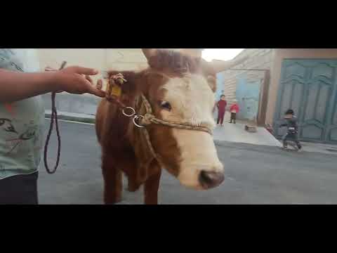 Видео: 11 554 00 27 ватсаб 3 САР МОЛХОИ БУГУЗ ВА 1 САР БУКАЧАИ БЕ ОЧА БО НАРХИ ДАСРТАС УСПЕТ КУНЕД