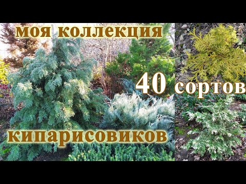 Видео: Кипарисовики: 40 сортов в одном видео. Мой опыт выращивания.