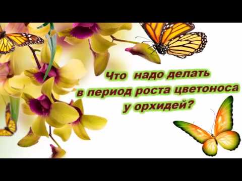 Видео: Что нужно делать в период роста цветоноса и заложения бутонов у орхидей?