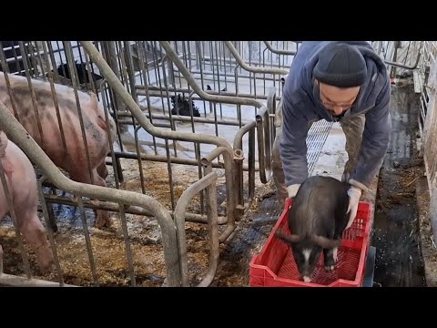 Видео: Поросят 35 днів-зважування відлучка та яка ціна❓️Глистування та вітаміни чорнушкам-гепширятам‼️