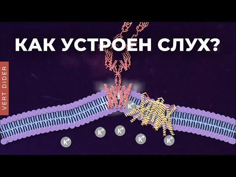 Видео: Как устроен слух? [Clockwork]