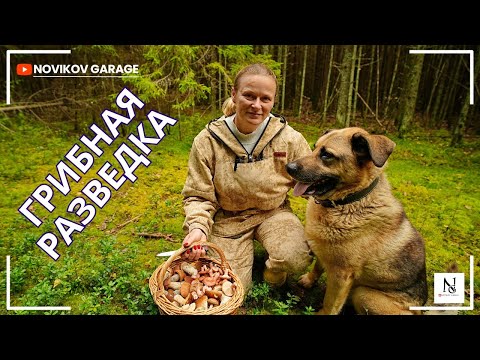 Видео: Грибная разведка 29 августа 2025. Всеволожский район.