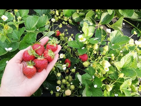 Видео: Собираю семена с земляники садовой.