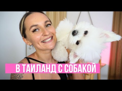 Видео: Переезд в Таиланд с собакой 2024. Документы. Цены. Нюансы.