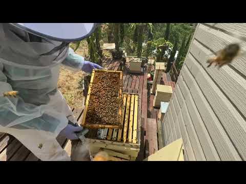 Видео: Как получить больше меда с австралийского улья- how to get more honey from Australian flow hive